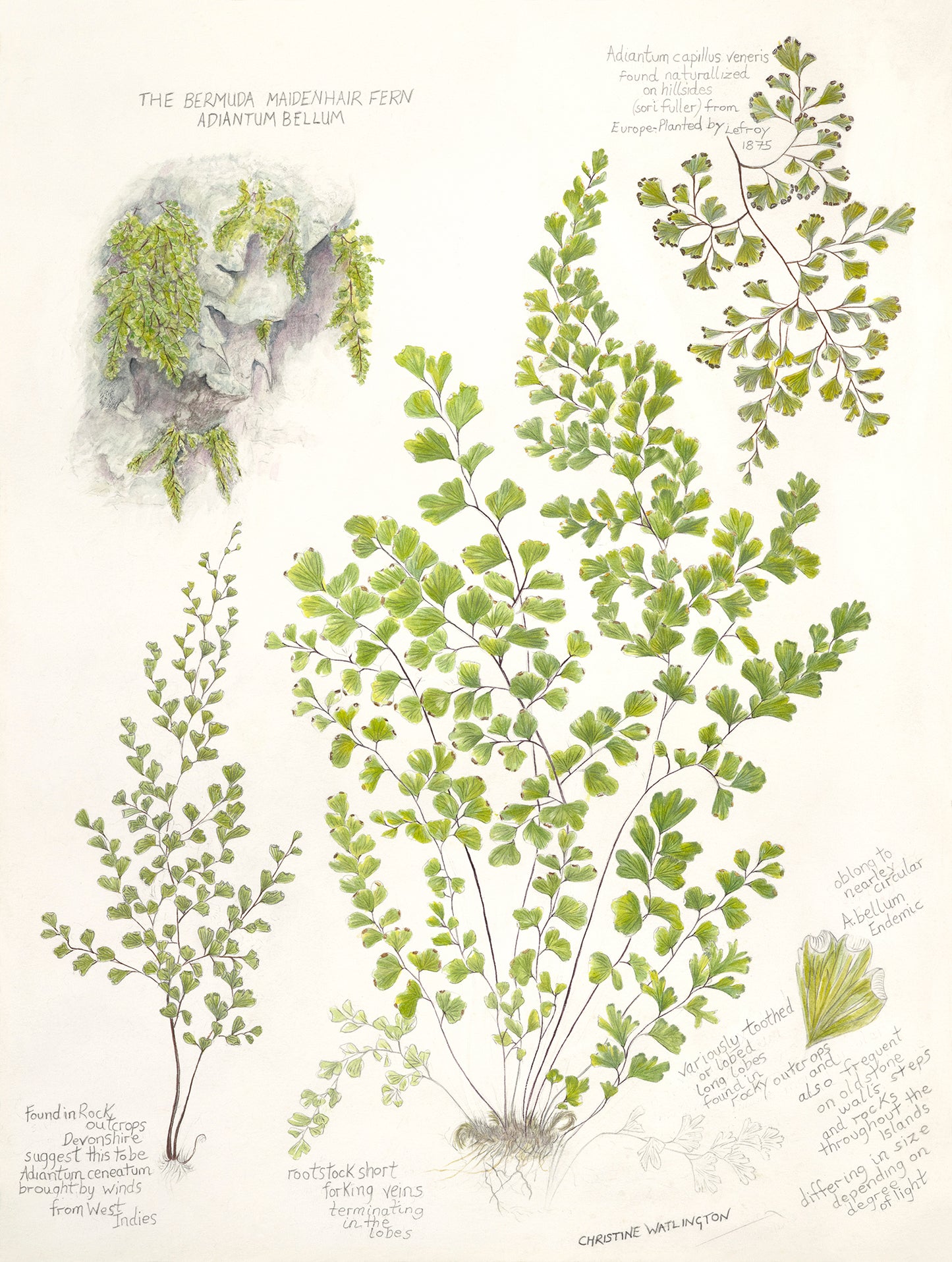 The Bermuda Maidenhair Fern