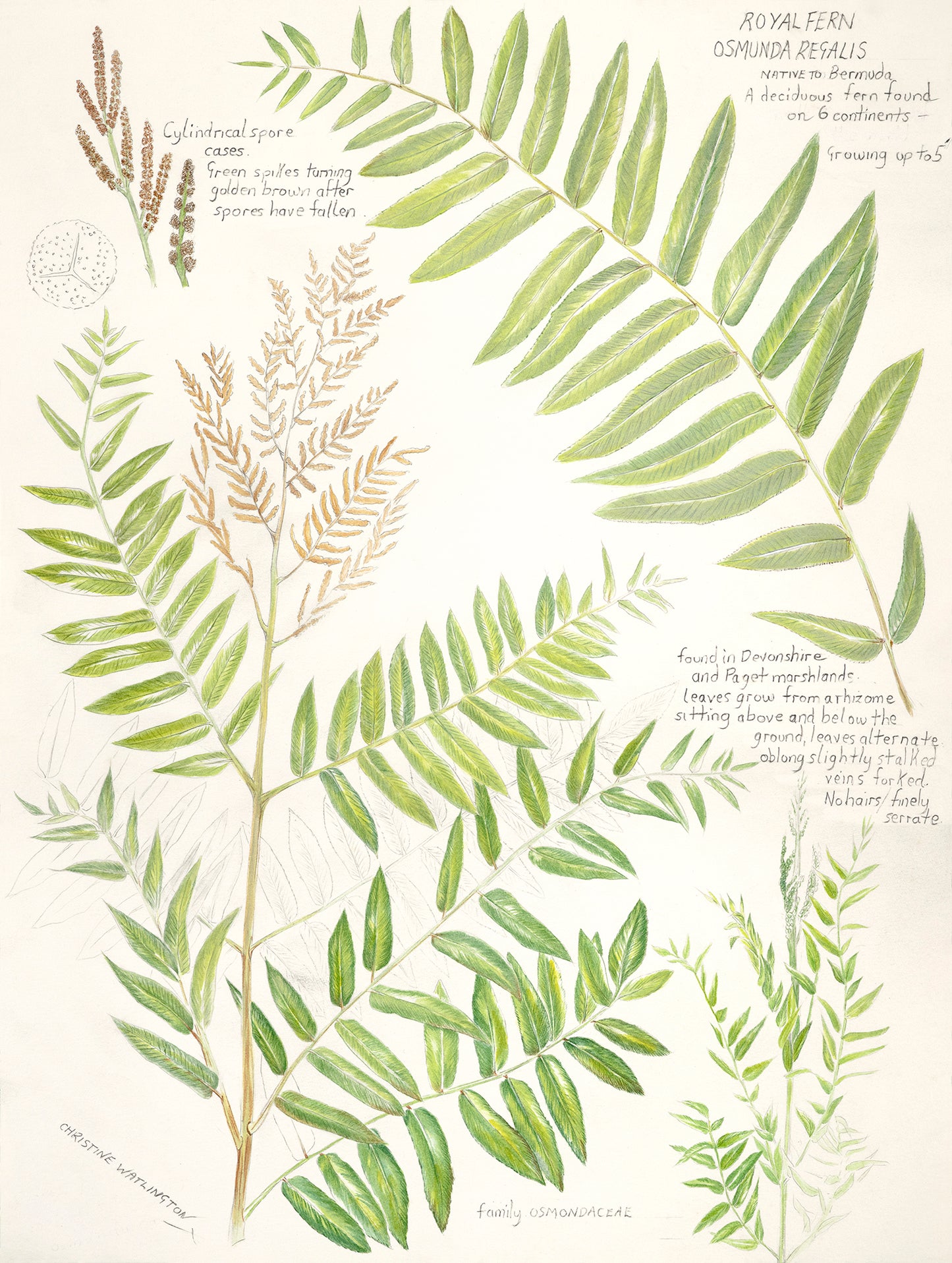 Royal Fern