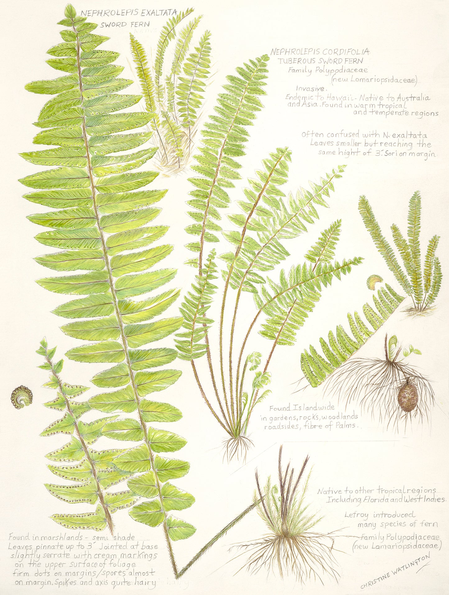 Sword Fern