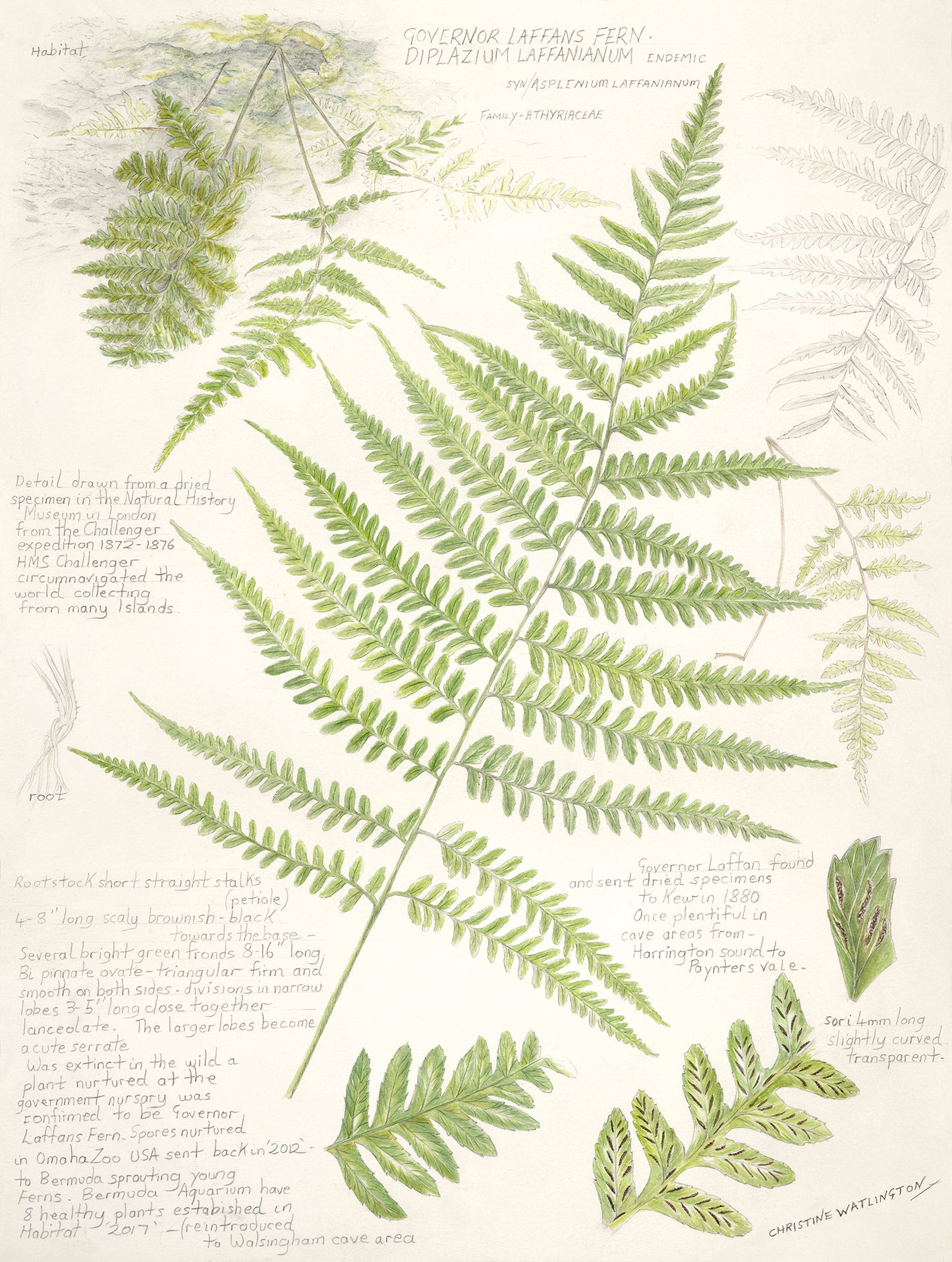 Governor Laffans Fern