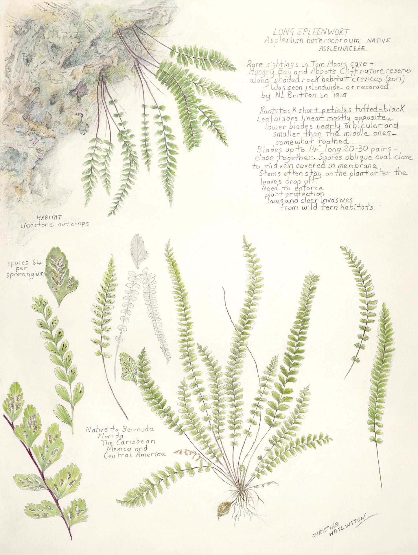 Long Spleenwort Fern