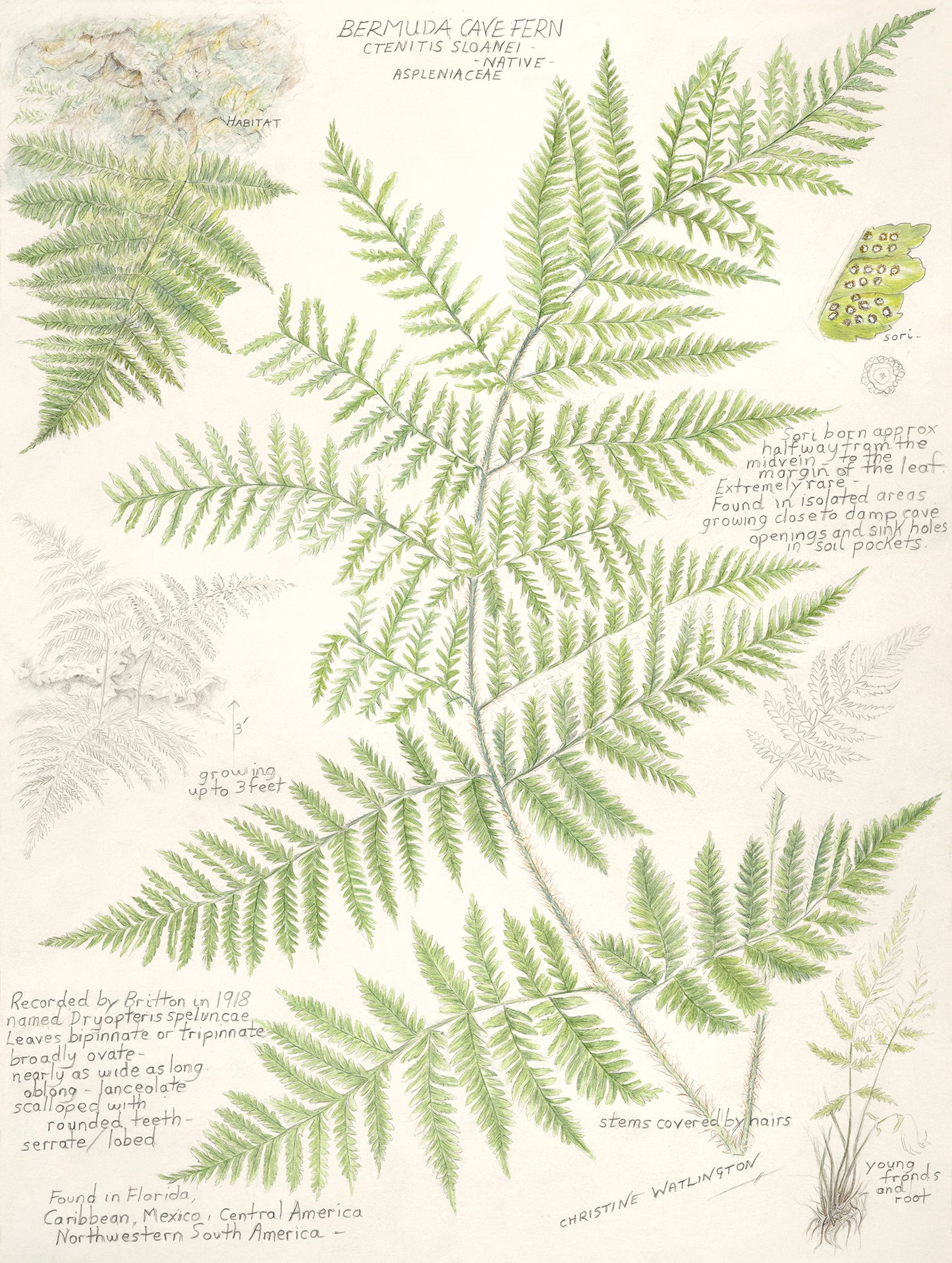 Bermuda Cave Fern