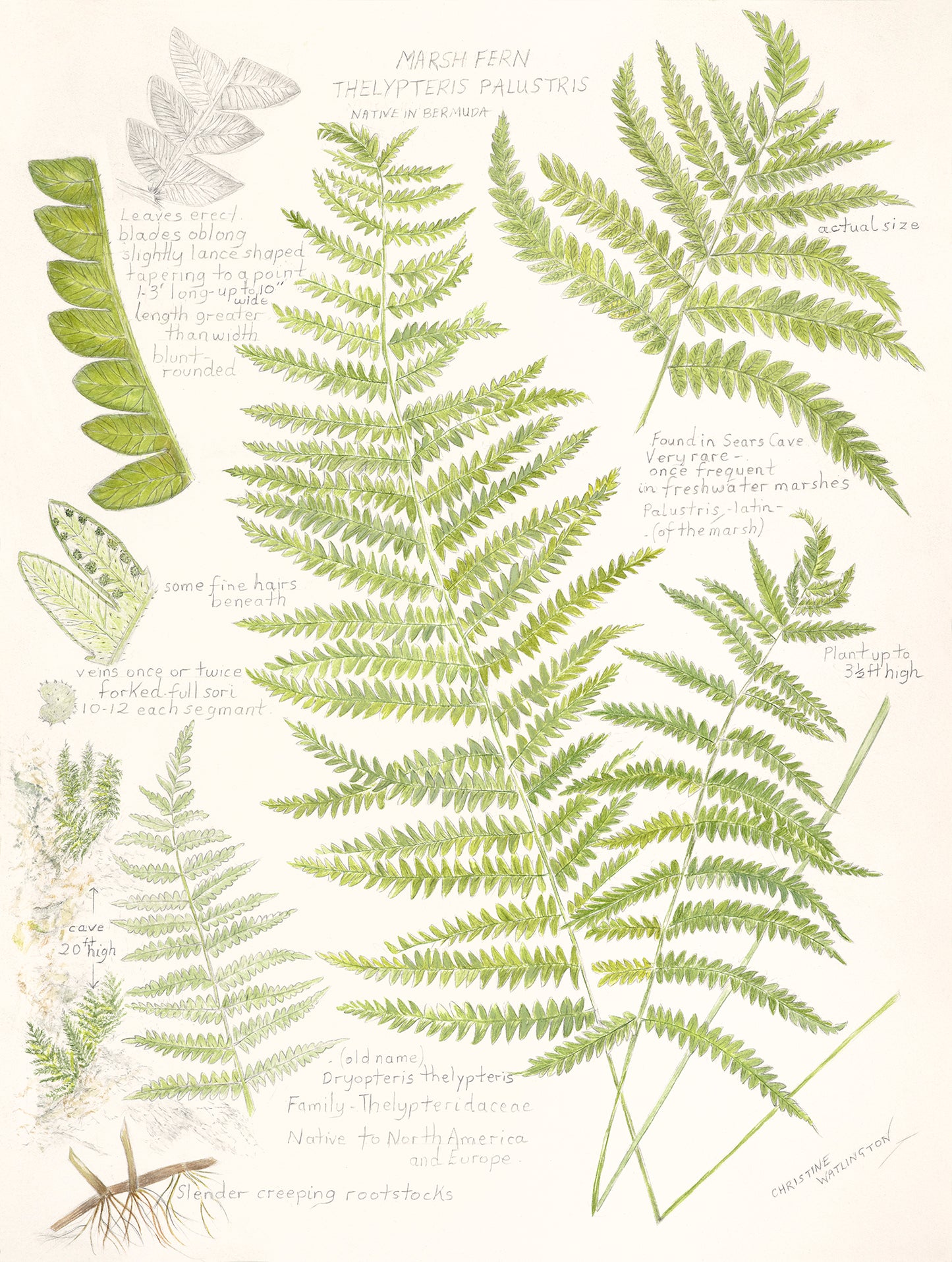 Marsh Fern