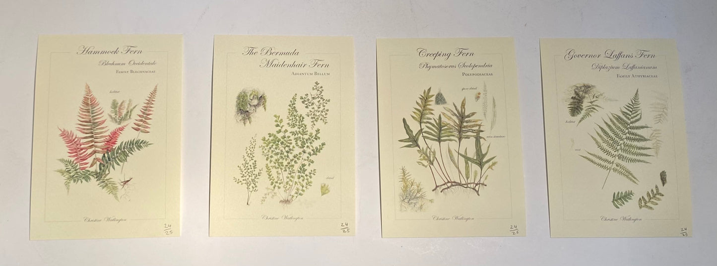 Limited Edition Mini Prints