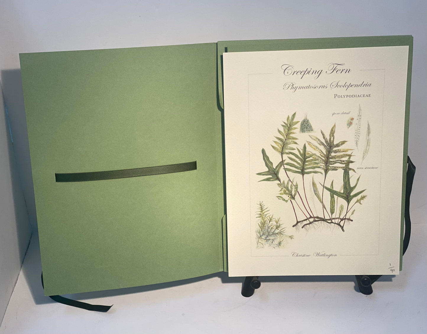 4 Limited Edition 8.5 x 11 Prints