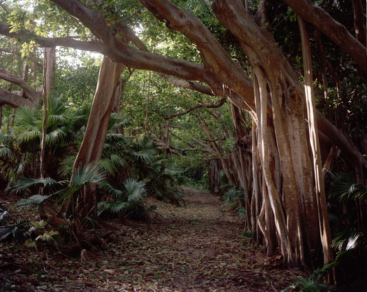 Rubber Trees