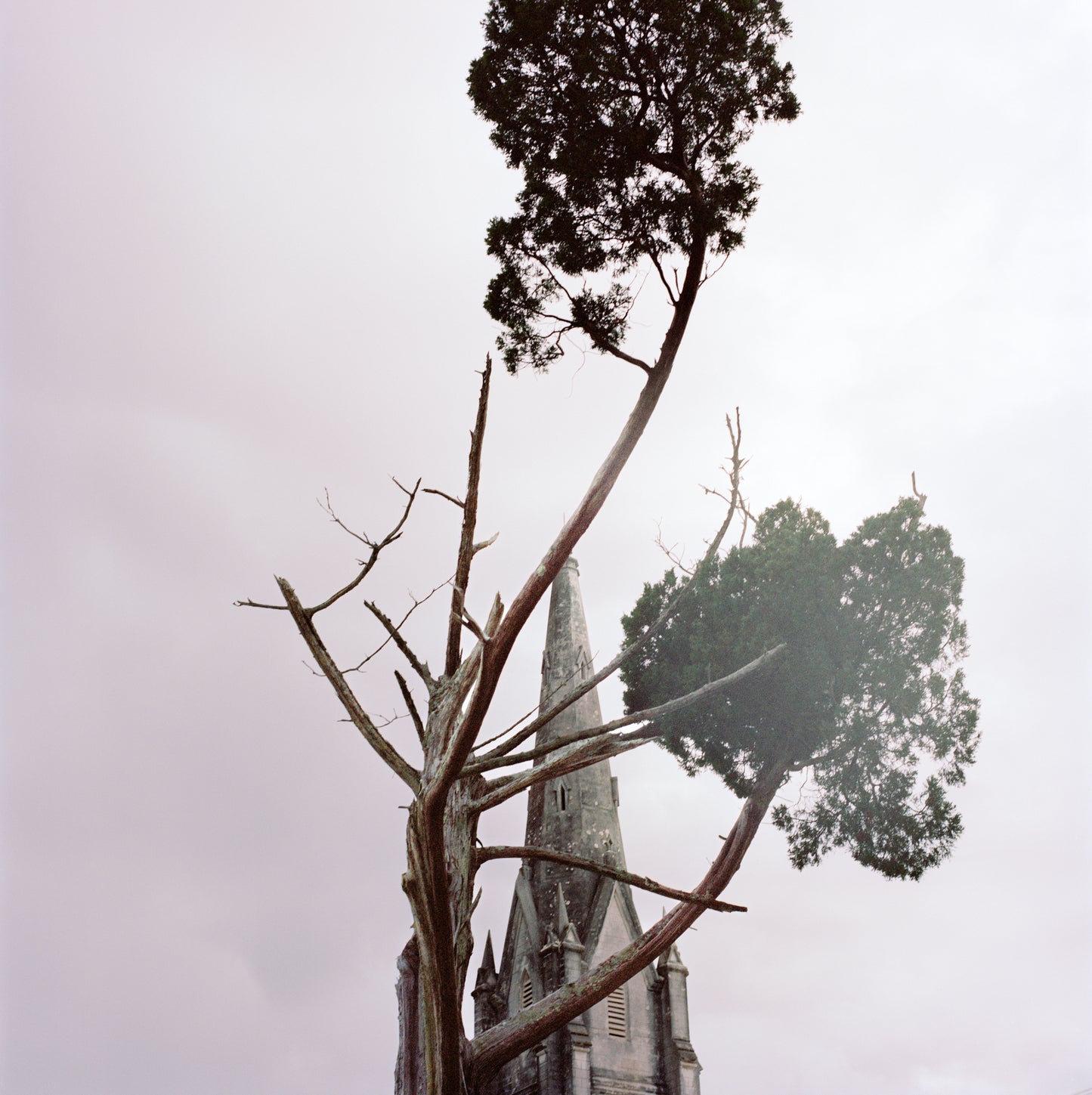 Steeple and Cedar