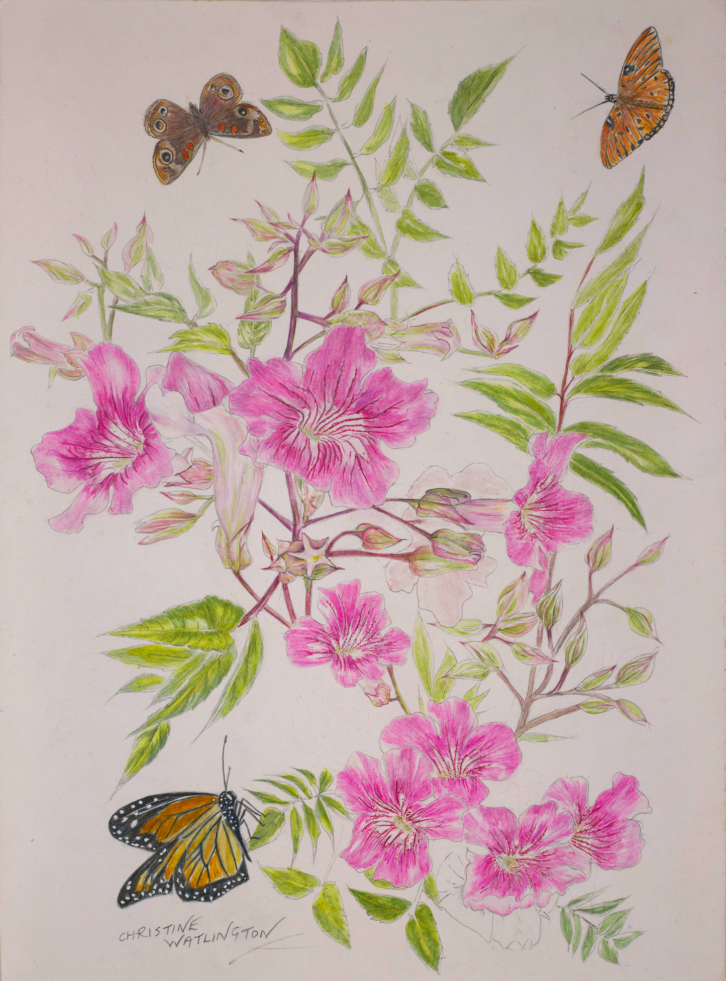 Bermuda Butterflies Enjoying the Pink Trumpet Vine