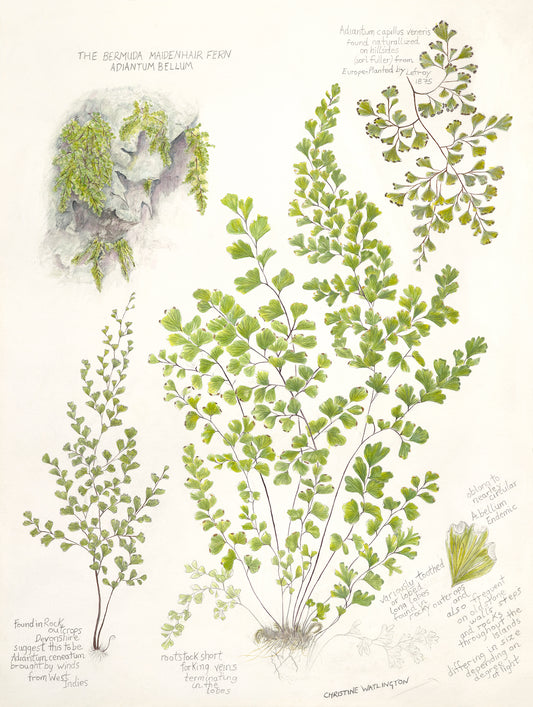 The Bermuda Maidenhair Fern