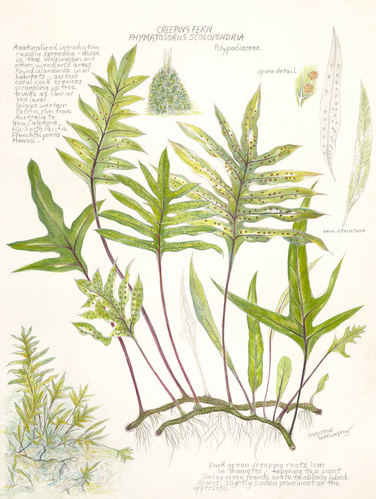 Creeping Fern
