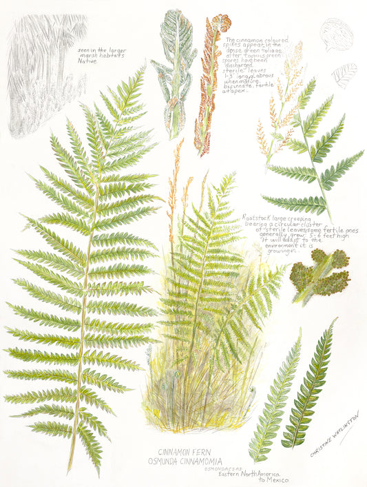 Cinnamon Fern