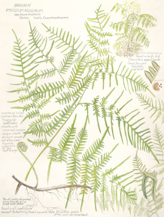 Bracken Pteridium Aquilinum Fern