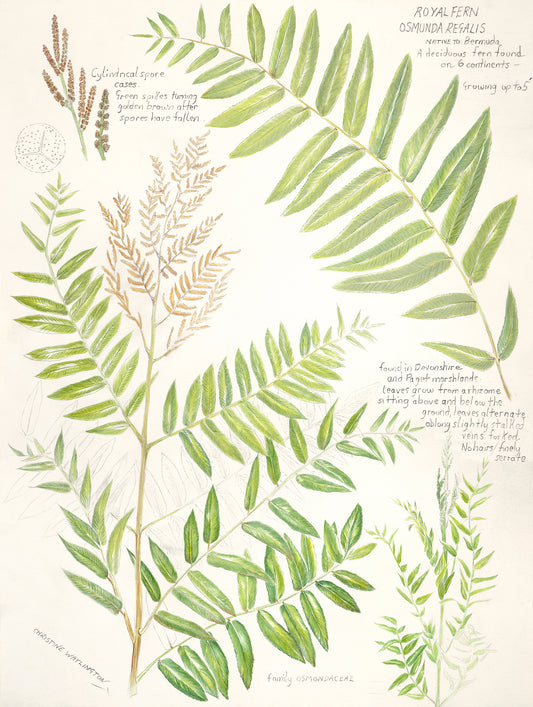 Royal Fern