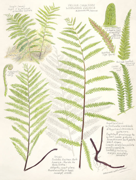Virginia Chain Fern