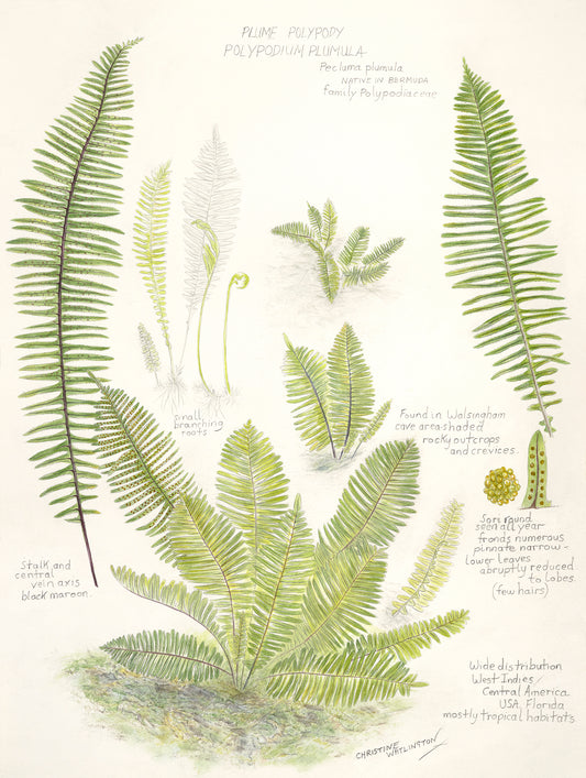 Plume Polypody Polypodium Plumula Fern