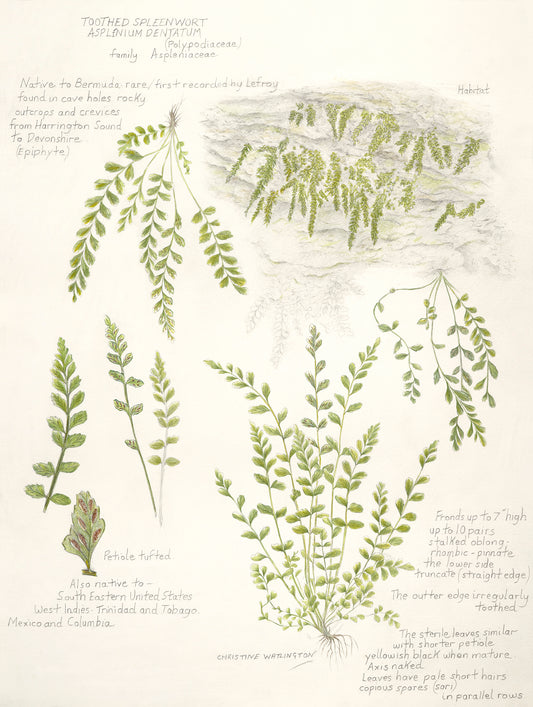 Toothed Spleenwort Asplenium Dentatum Fern