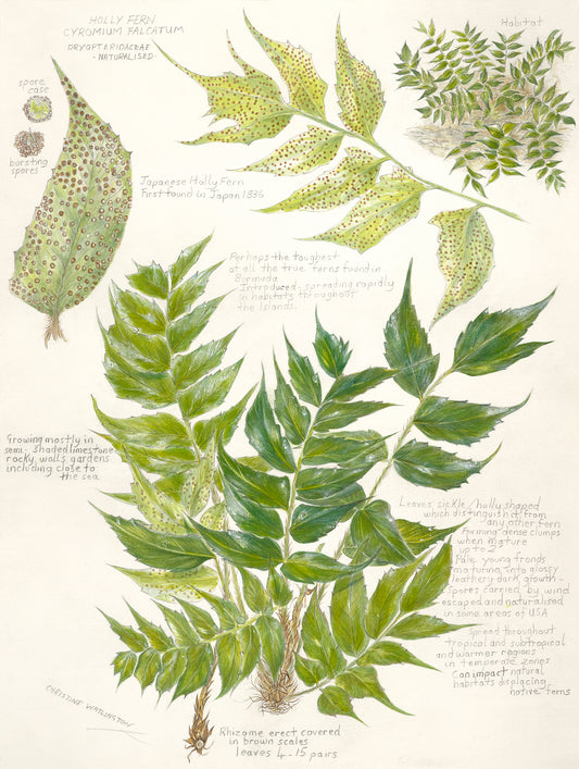Holly Fern