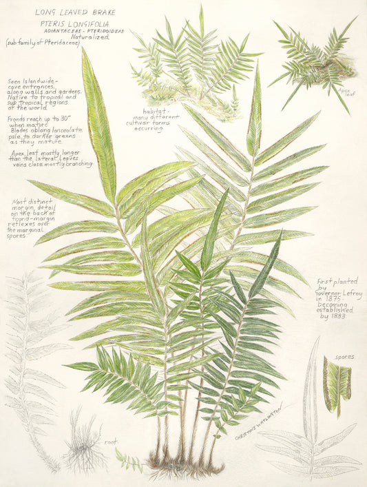 Long Leaved Brake Pteris Longifolia Fern