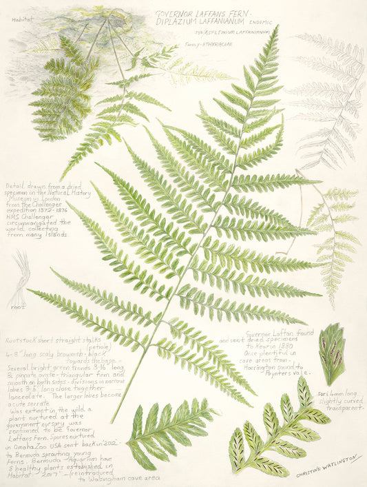 Governor Laffans Fern
