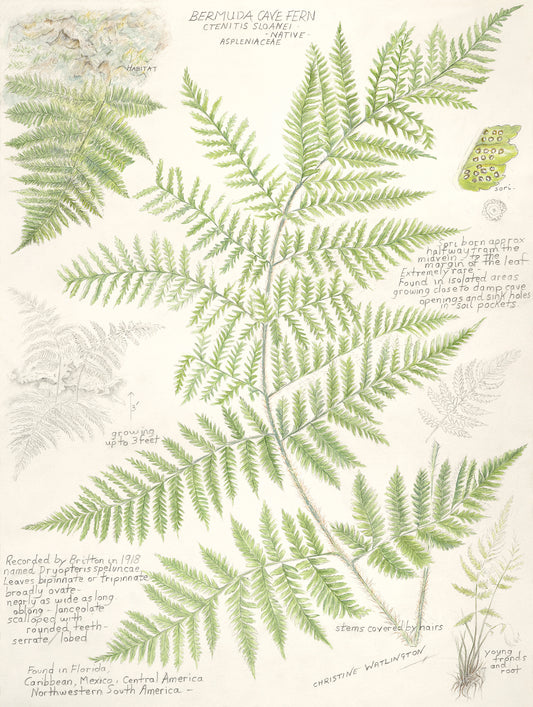 Bermuda Cave Fern