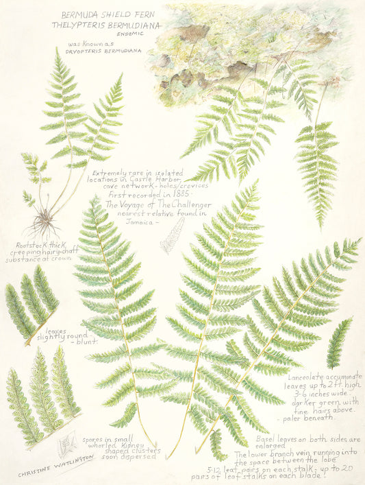 Bermuda Shield Fern