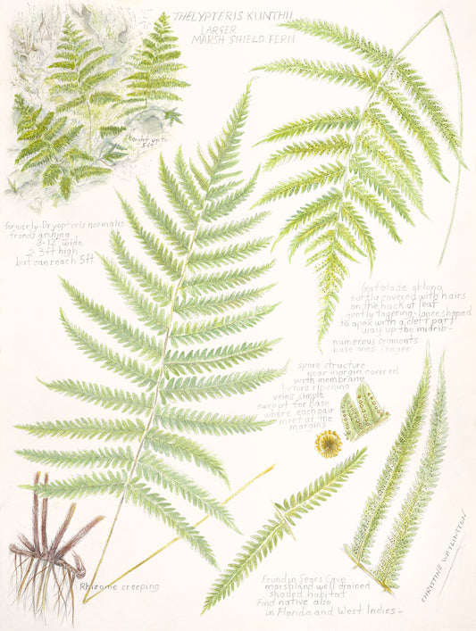 Larger Marsh Field Fern