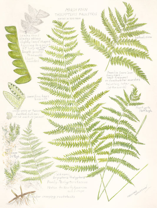 Marsh Fern